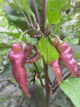 Load image into Gallery viewer, Pink Wendigo (T-E) (Pepper Seeds)