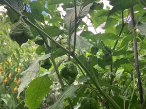 Fujiwhara (Pepper Seeds)