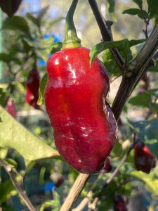 Maroon Voltron (T-E)(Pepper Seeds)