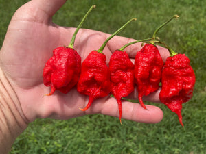 Primotalii Red (Pepper Seeds)