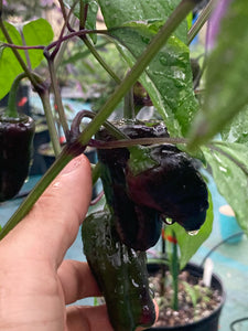 Bryan’s Klingon Blood (Pepper Seeds)