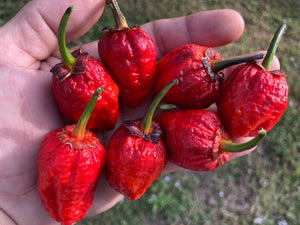 MedullaGum (Pepper Seeds)