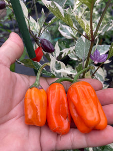 Tiger Anaheim (T-E Mix) (Pepper Seeds)