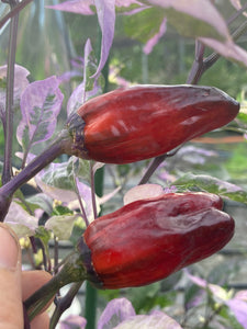 Bryan’s Klingon Blood (Pepper Seeds)