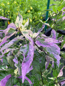 Bryan’s Klingon Blood (Pepper Seeds)