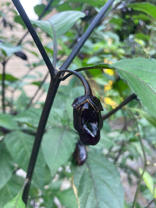 PurpleGum Black Cream (Pepper Seeds)