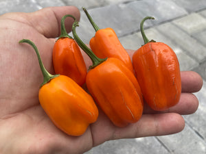 Tiger Anaheim (T-E Mix) (Pepper Seeds)