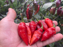 Load image into Gallery viewer, Chupacabra (T-E) (Pepper Seeds)