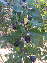 Load image into Gallery viewer, PurpleGum Black Cream (Pepper Seeds)