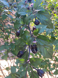 PurpleGum Black Cream (Pepper Seeds)