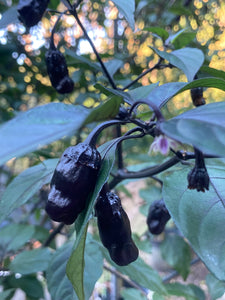 PurpleGum Black Cream (Pepper Seeds)