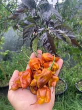 Load image into Gallery viewer, Taj Mahal Mustard (Pepper Seeds)