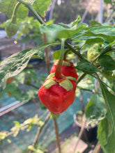 Load image into Gallery viewer, Morangum XLP (Pepper Seeds)