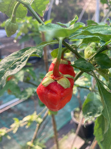 Morangum XLP (Pepper Seeds)