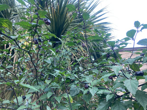 PurpleGum Black Cream (Pepper Seeds)