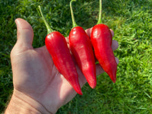 Load image into Gallery viewer, Aji Escabeche Pi260580 (Pepper Seeds)