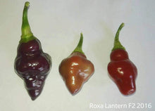 Load image into Gallery viewer, Roxa Lantern (Pepper Seeds)