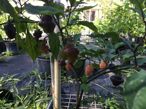 Roxa Lantern (Pepper Seeds)