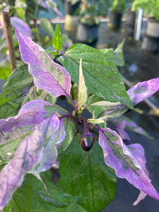 Bryan’s Klingon Blood (Pepper Seeds)