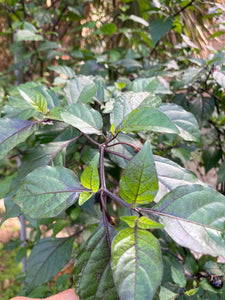 PurpleGum Black Cream (Pepper Seeds)