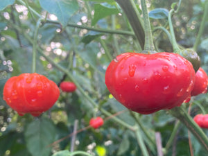 Pi 49793 Sao Paulo (Pepper Seeds)