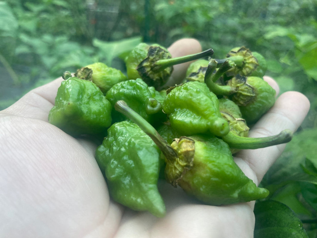 MonsterGum Leopard (Green)(Pepper Seeds)