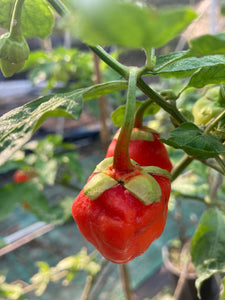 Morangum XLP (Pepper Seeds)