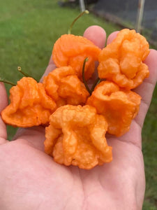 Douglah Orangy (Pepper Seeds)