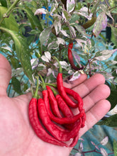 Load image into Gallery viewer, Daywalker (T-E) (Pepper Seeds)