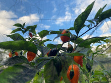 Load image into Gallery viewer, Sharknado Outbreak (T-E)(Pepper Seeds)