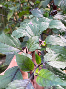 PurpleGum Black Cream (Pepper Seeds)