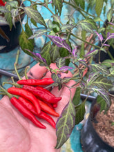 Load image into Gallery viewer, Lost Boys (T-E) (Pepper Seeds)