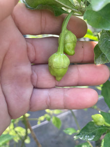 Morangum XLP (Pepper Seeds)