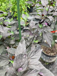 Bryan’s Emperor Blood (Pepper Seeds)