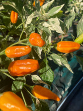 Load image into Gallery viewer, Orange Fish (Pepper Seeds)