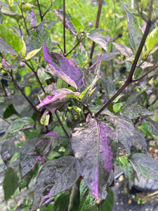 Bryan’s Vulcan Blood (Pepper Seeds)