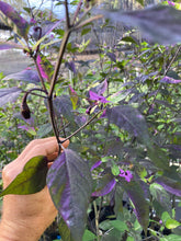 Load image into Gallery viewer, Red Trixster XD (Pepper Seeds)