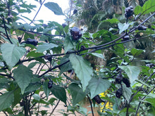 Load image into Gallery viewer, PurpleGum Black Cream (Pepper Seeds)