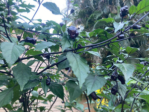 PurpleGum Black Cream (Pepper Seeds)