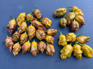 Golden Haze Horizon (Pepper Seeds)