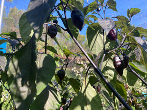 Chuparita Mix) (T-E) (Pepper Seeds)