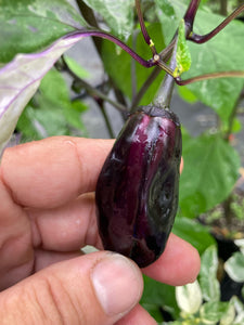 Bryan’s Klingon Blood (Pepper Seeds)