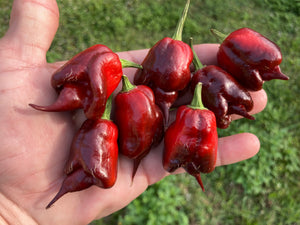 Voltron Caramel (T-E)(Pepper Seeds)