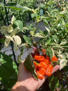 Thunder Nugs (Pepper Seeds)