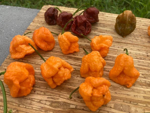 Douglah Orangy (Pepper Seeds)