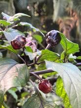 Load image into Gallery viewer, PurpleGum Black Cream (Pepper Seeds)