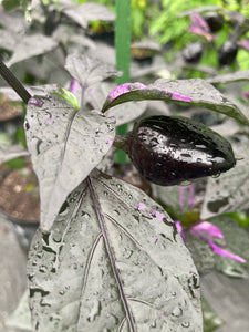 Bryan’s Emperor Blood (Pepper Seeds)