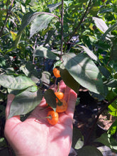 Load image into Gallery viewer, Chuparita (Mix)(T-E) (Pepper Seeds)