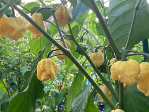 “Creamo” BOC X Primo (Cream) Pepper Seeds