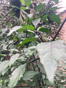 PurpleGum Black Cream (Pepper Seeds)